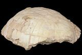 Fossil Tortoise (Stylemys) with Visible Limb Bones - Wyoming #146601-5